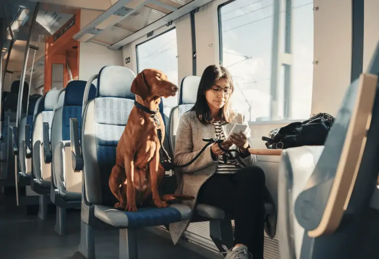 Qué autobuses permiten viajar con mascotas en la cabina