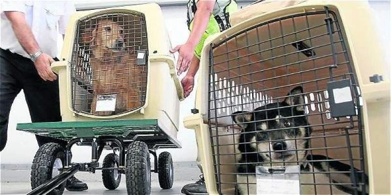 Se puede viajar con mascotas en autobuses alquilados