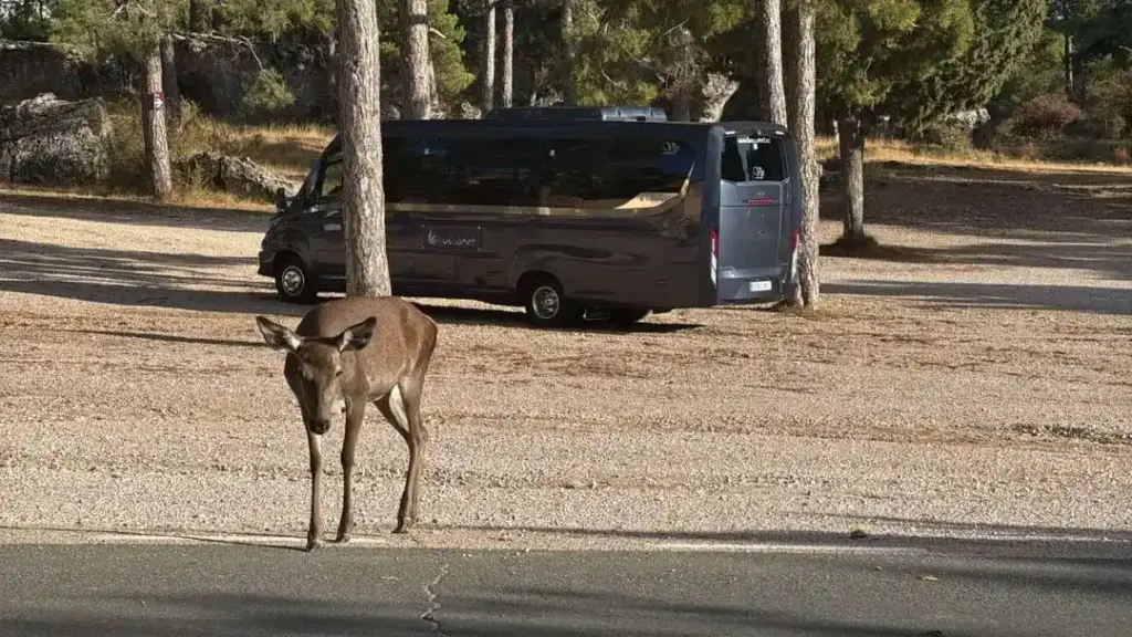Cómo saber qué autobús es más cómodo para viajes largos